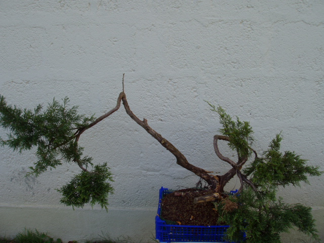 Junip Rus Yamadori Les Chuhin Et Autres Grands Bonsa Parlonsbonsai