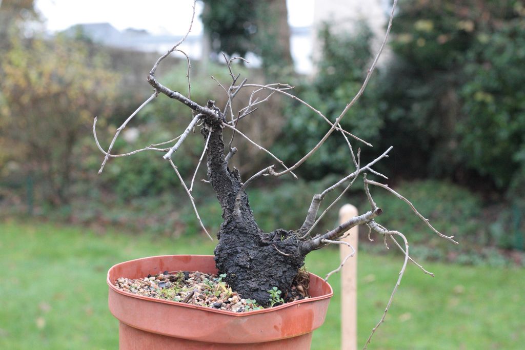 Prunus Mahaleb Yamadori Les Chuhin Et Autres Grands Bonsa Parlonsbonsai