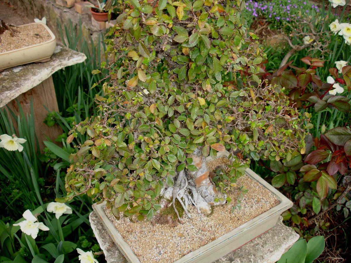 ODC - Feuilles qui brunissent et s'ouvrent par la pointe - Mon bonsai