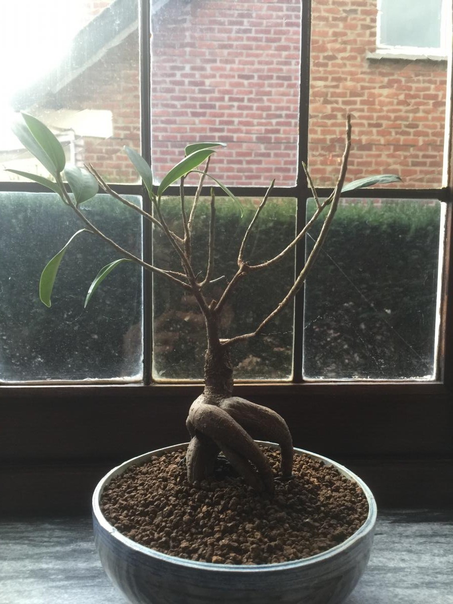 Ficus Ginseng perd toutes ses feuilles Mon bonsai ne va pas bien ParlonsBonsai
