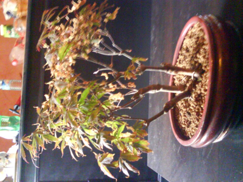 Les Feuilles De Mon Bonsaï Jaunissent Et Tombent acer palmatum feuille blanche/jaune - Mon bonsai ne va pas bien