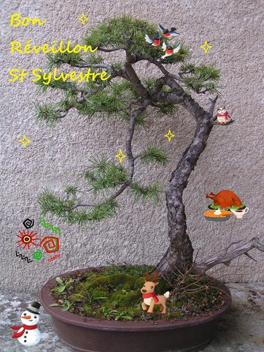 2017 Le Bonsai Café ParlonsBonsai