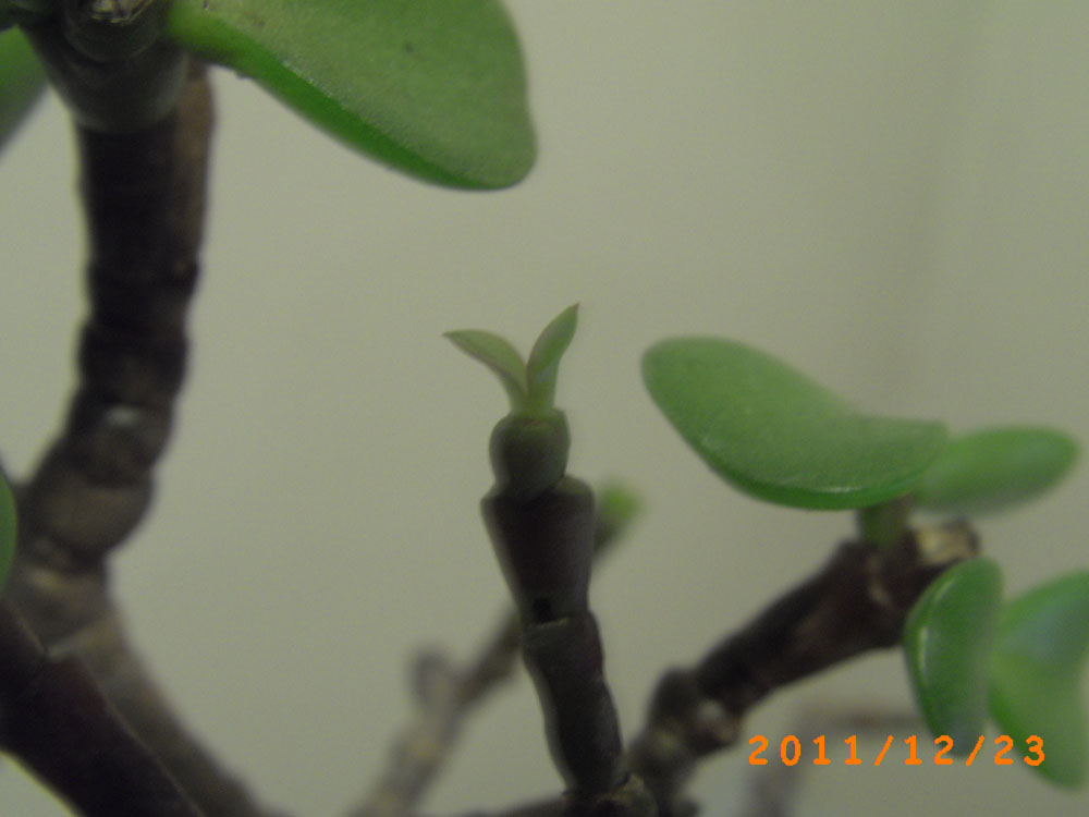 mon crassula perd ses feuilles Biologie et espèces ParlonsBonsai