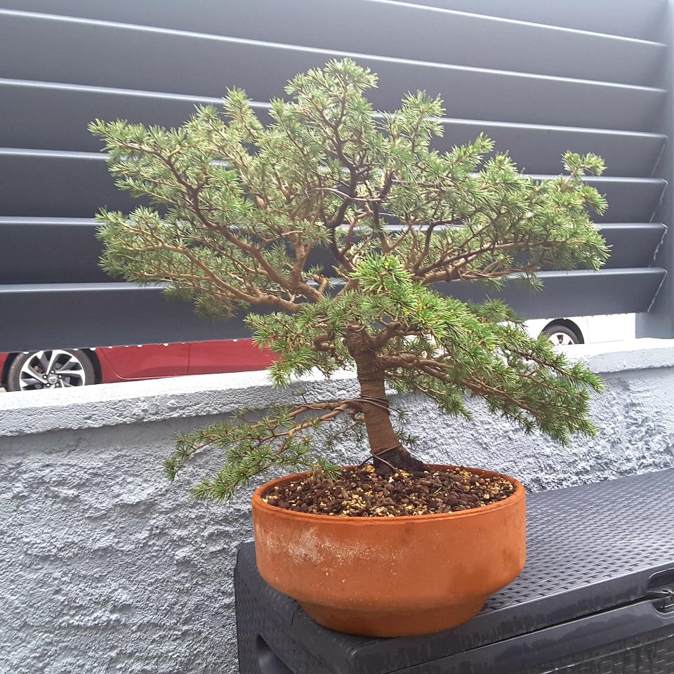 C Dre De L Atlas Les Chuhin Et Autres Grands Bonsa Parlonsbonsai