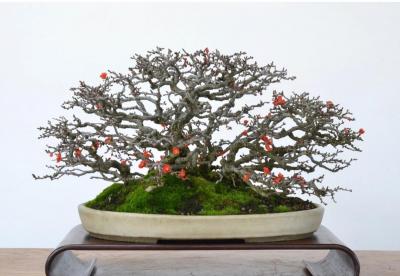 post-52126-0-73028100-1546425690_thumb.j