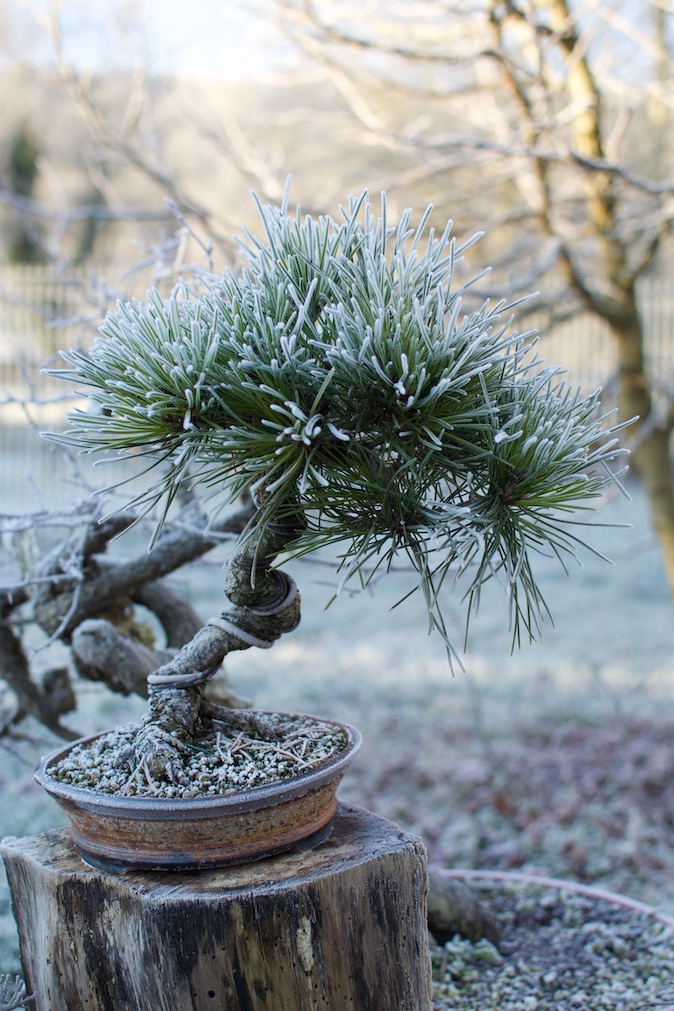 2017 Le Bonsai Café ParlonsBonsai